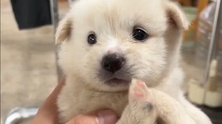 Hal pertama yang saya lakukan ketika sampai di rumah adalah melihat anak anjing itu