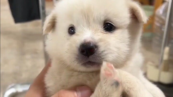 Điều đầu tiên tôi làm khi về nhà là nhìn chú chó con