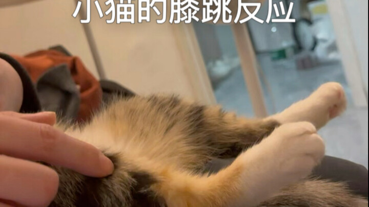Siapa yang belum pernah melihat refleks lutut kucing kecil