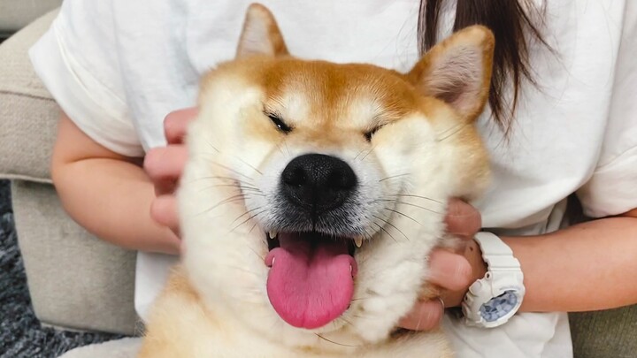 What Happens If You Keep Rubbing A Shiba's Head