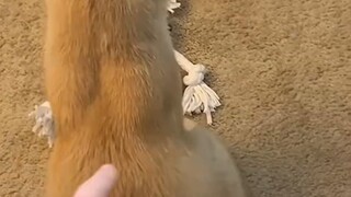 Serangan diam-diam pada kucing dari belakang!