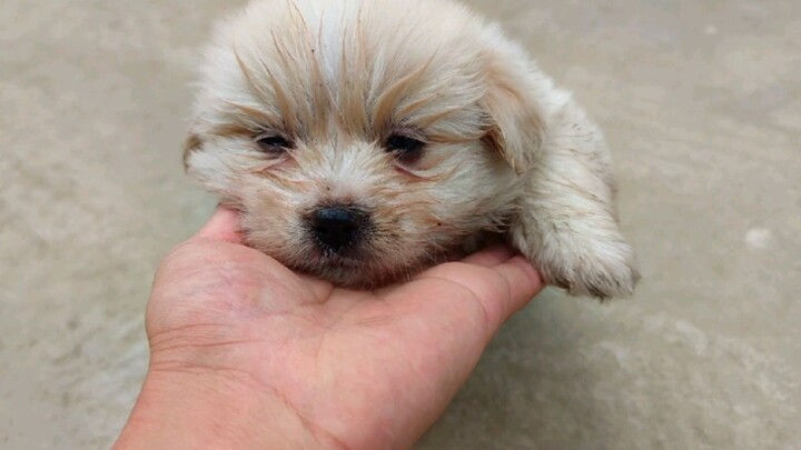 Even the cutest dog can't escape being abandoned—this is the sixth stray dog I've adopted!