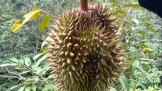 榴莲凭啥卖那么贵？