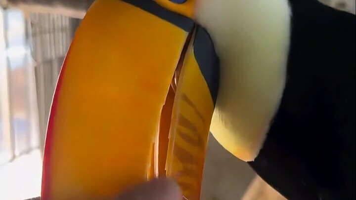 طائر الطوقان، الكلب الصغير بين الطيور، جميل ورائع