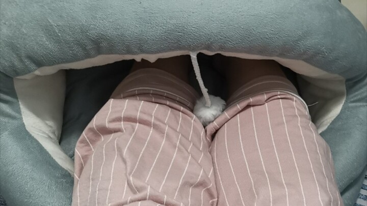 الاستخدام الصحيح لبيت القطط