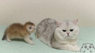 แมวอ้วนตัวโต จอยพบกับเด็กน้อยกาลิเลโอเป็นครั้งแรก