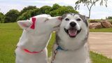 Funniest and Cutest Husky Puppies 2 - วิดีโอลูกสุนัขตลก 2020