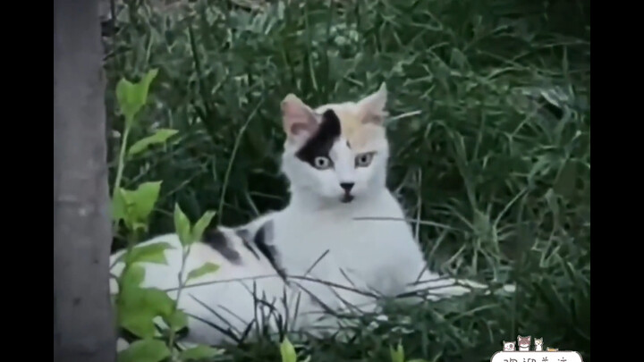 🐱：Calo manusia? Berani sekali!