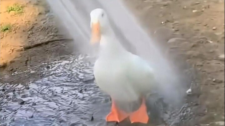 Why do ducks stay perfectly still when it rains? Could it be that they’re pondering the meaning of d