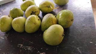 Indian Mangoes