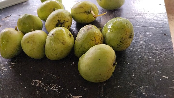 Indian Mangoes