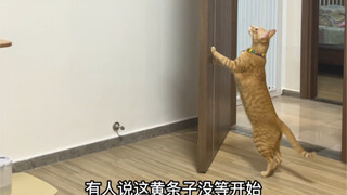 养只橘猫吧，心眼比你还多的那种