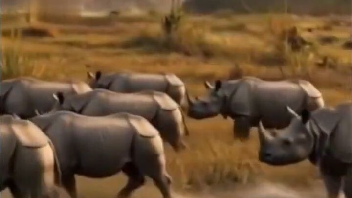 Nepal One-Horned Rhinoceros Natural Habitat Sounds & River Ambience #shorts #sho