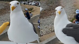 [Animals] A seagull gets itself chips after being feed once