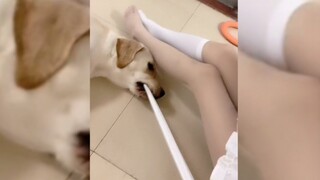 ตลก|การรวบรวมความสับสนของมนุษย์