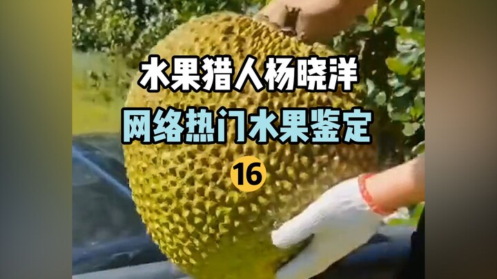 [Fruit Hunter x Hunter] Identifikasi Buah Populer Online 16