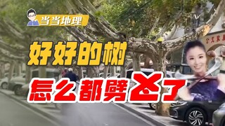 Slingshot Street?! How did these trees manage to split in unison? [Dangdang Geography]