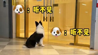 Menguji siapa yang lebih didengar anjing gembala sisi rumahku?