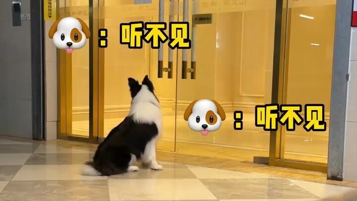 Testing whose commands my Border Collie listens to better?