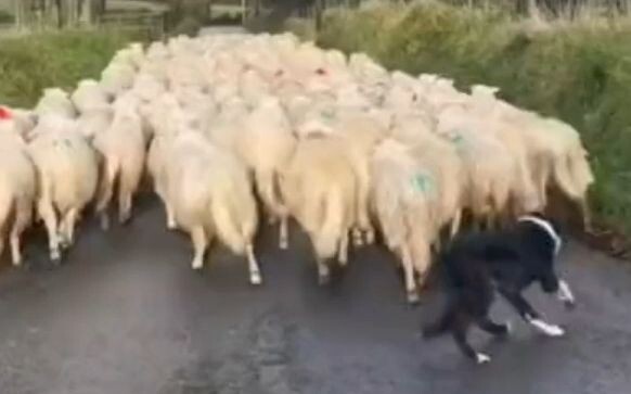 Kawanan domba salah jalan, bagaimana anjing gembala akan menanganinya