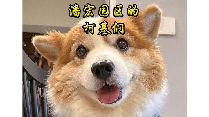 潘宏园区的柯基们