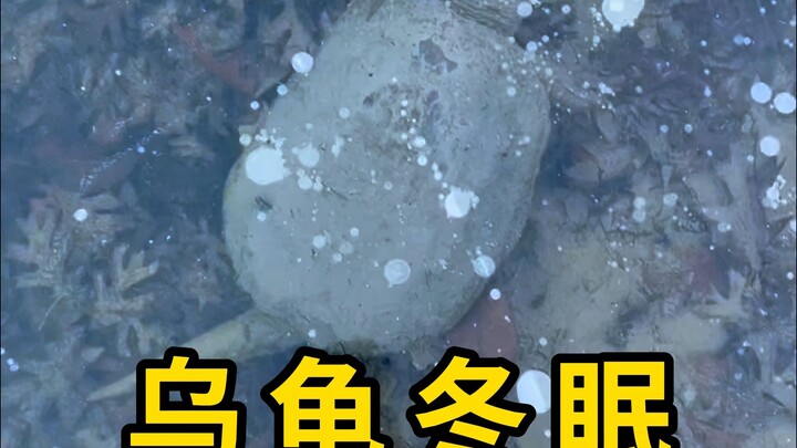 Turtles hibernate, but they can’t hibernate in water!