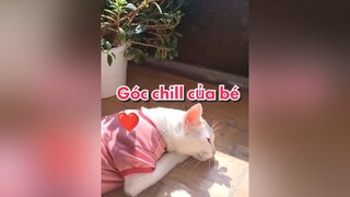 Góc chill mỗi ngày😍☘️yeumeo thuimapdit meocute xuhuong chill