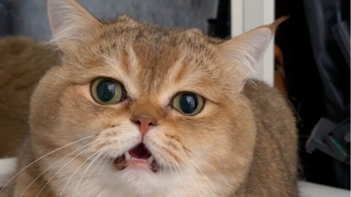 Saya heran kenapa kucing hari ini terus muncung! Ternyata karena…