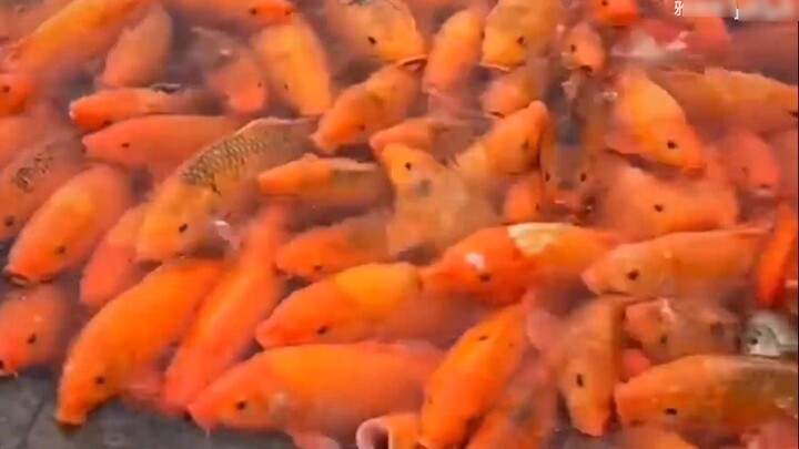 Cá chép Koi đã hạ cánh! ! Chúc bạn may mắn trong kỳ thi, hy vọng bạn có thể hạ cánh sớm nhất có thể.