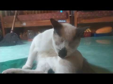 tingkah kucing lucu didepan kamera