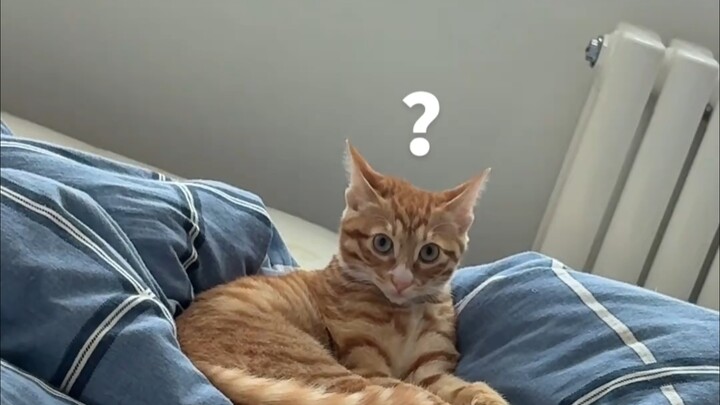 Kucing keluarga siapa yang tidur mendengkur keras seperti gergaji mesin!!!