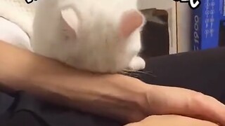 这就是男生养猫的原因