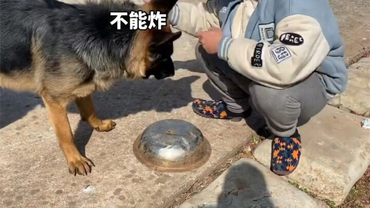 It’s almost Chinese New Year—hope all the dogs can keep their food bowls safe!