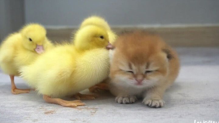 Duckling comforts a little kitten that can't find its mom