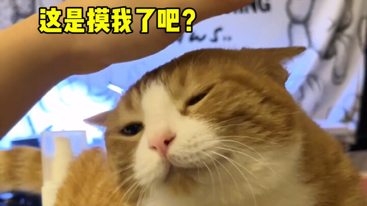 假装拿东西不摸猫猫