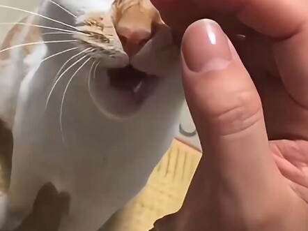 Kucingnya baik tapi juga jahat banget!!!