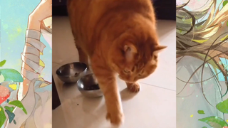 CUTE PET #น่ารัก&ตลก #5555+