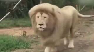Lion: Hey! Why does it always feel weird!
