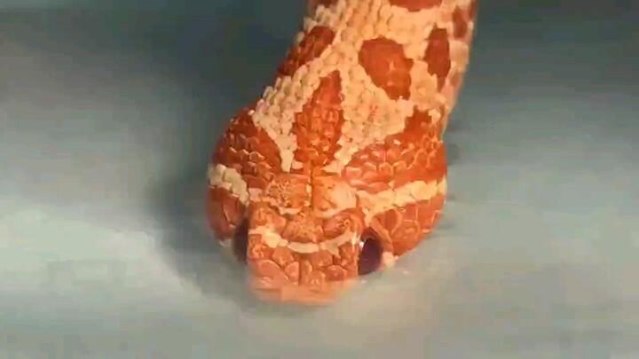A cut hognose snake is drinking water