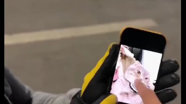 Con mèo này thật lớn