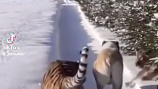 TIGER 🐯 VS LION 🦁  who is winner?