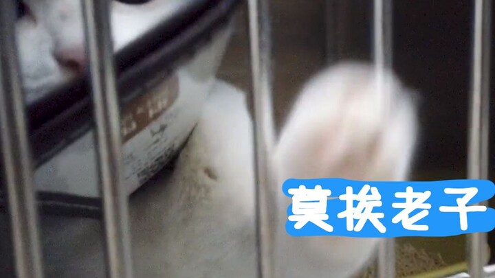 The Loudest Stray Cat in History Discharged from the Hospital
