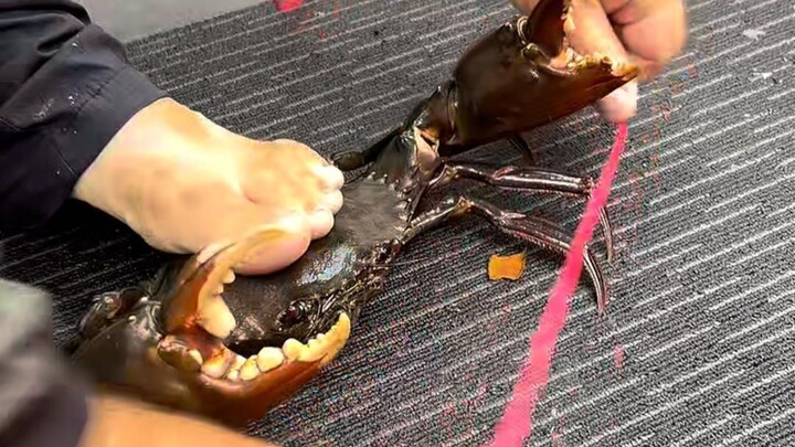 Packing crabs is a task that requires great skill.
