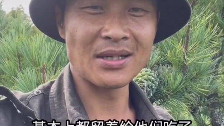 ต้นไม้ต้นนี้ออกผลโคนสนหนึ่งถุง!