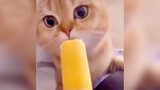 The cat tries ice cream for the first time!
