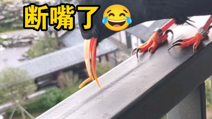 首个拍到鸦鸦断嘴的视频😂