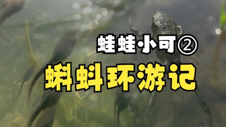 Hành trình vòng quanh thế giới của chú nòng nọc – Ếch nhỏ Tiểu Khả kêu “quác quác” ②