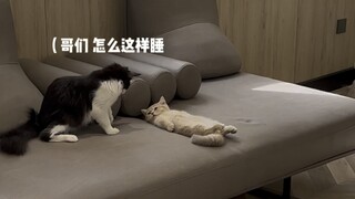 The kitten tries out 100 different professions: Teacher! (A long-awaited episode)