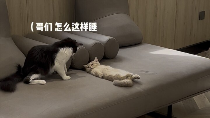 小猫体验一百种职业之老师！(众望所归的一期