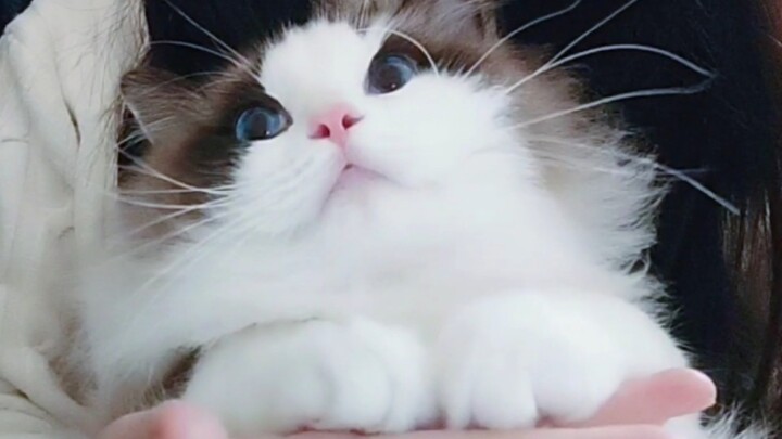 [Động vật]Mèo nhỏ của tôi bị bối rối vì một nụ hôn